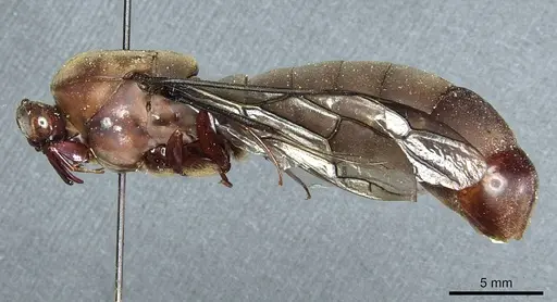 Dorylus funereus - CASENT0911288