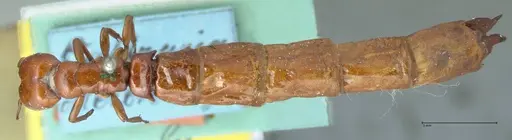 Dorylus furcatus specimen