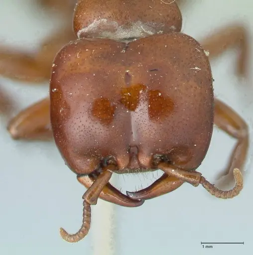 Dorylus furcatus specimen