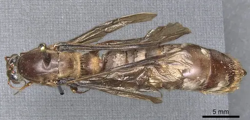 Dorylus fuscipennis specimen