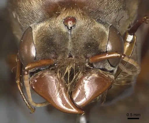 Dorylus fuscipennis specimen