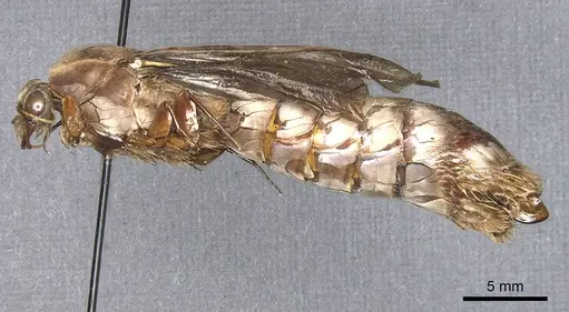 Dorylus fuscipennis specimen