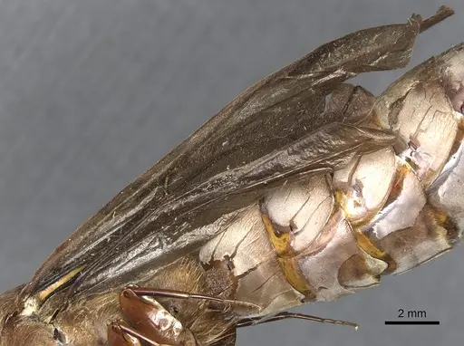 Dorylus fuscipennis - CASENT0903764