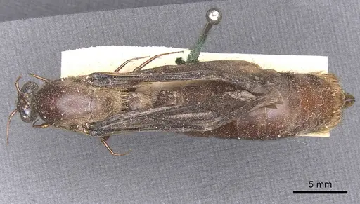 Dorylus fuscipennis - CASENT0911350