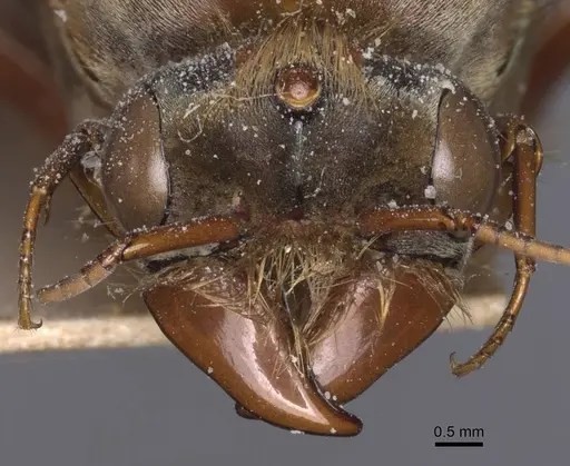 Dorylus fuscipennis - CASENT0911350