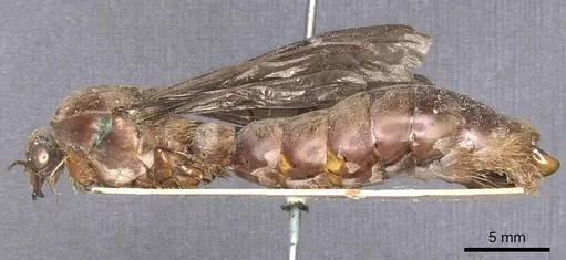 Dorylus fuscipennis - CASENT0911350