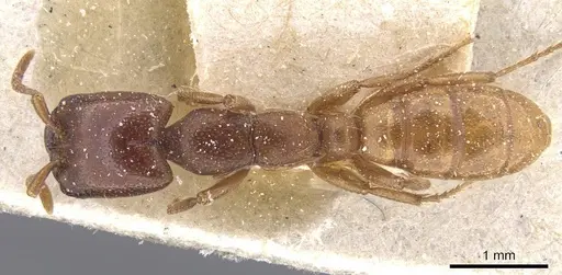 Dorylus fuscipennis - CASENT0911351