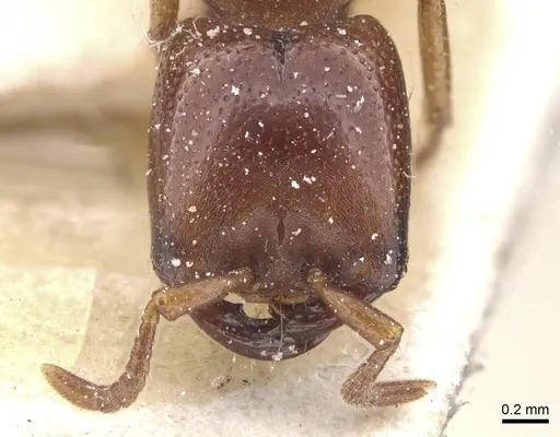 Dorylus fuscipennis - CASENT0911351