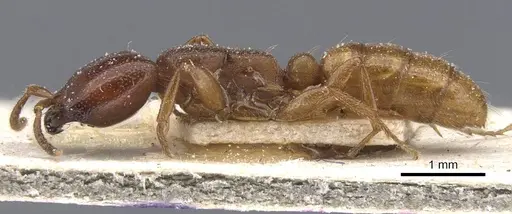 Dorylus fuscipennis - CASENT0911351