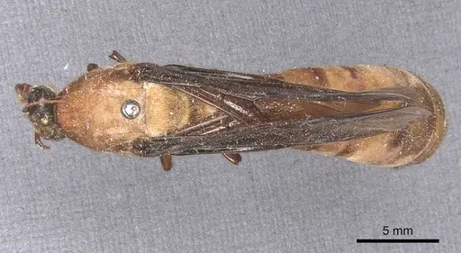 Dorylus fuscipennis - CASENT0911352