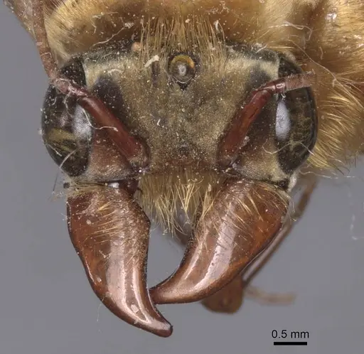 Dorylus fuscipennis - CASENT0911352