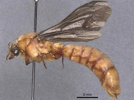 Dorylus fuscipennis - CASENT0911352