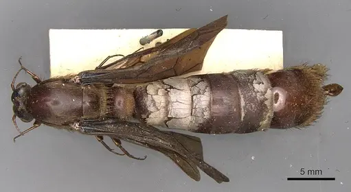 Dorylus fuscipennis - CASENT0914043