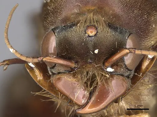 Dorylus fuscipennis - CASENT0914043