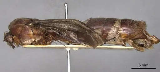 Dorylus fuscipennis - CASENT0914043