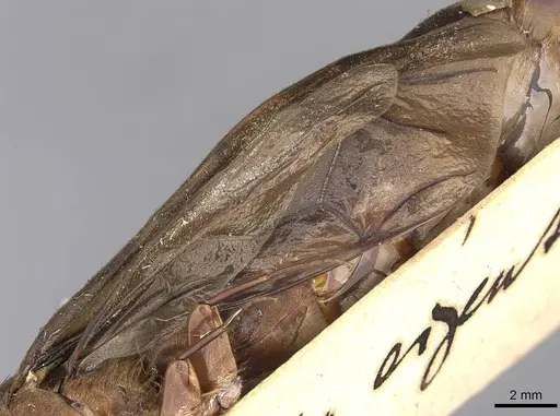 Dorylus fuscipennis - CASENT0914043