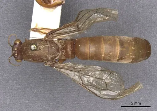 Dorylus gaudens specimen