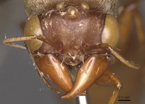Dorylus gaudens specimen