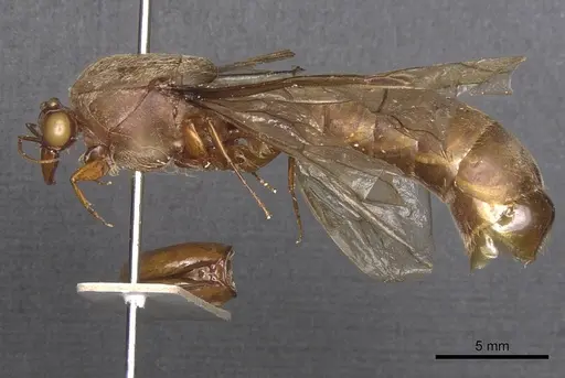 Dorylus gaudens specimen