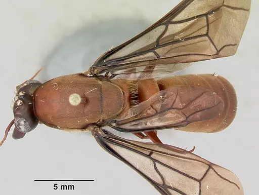 Dorylus gribodoi specimen