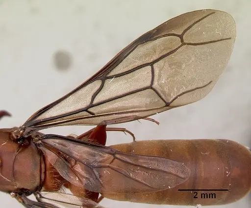 Dorylus gribodoi specimen