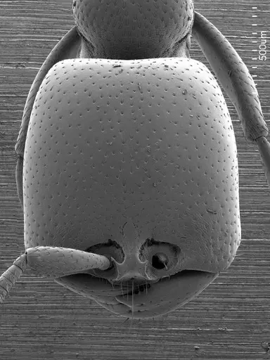 Dorylus helvolus specimen