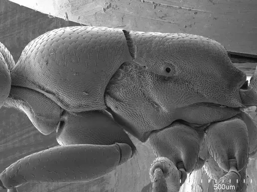 Dorylus helvolus specimen