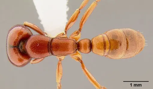 Dorylus helvolus - CASENT0106079