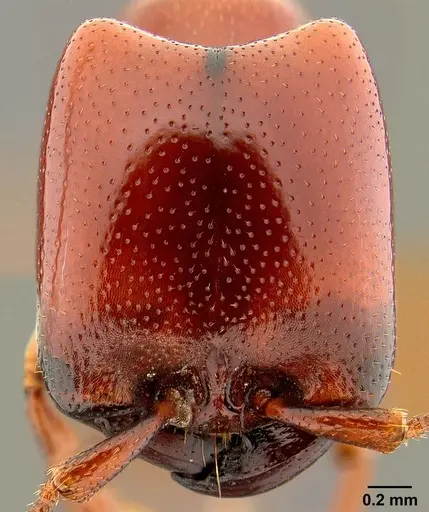 Dorylus helvolus - CASENT0106079