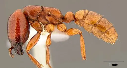 Dorylus helvolus - CASENT0106079