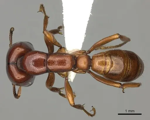 Dorylus helvolus - CASENT0235175