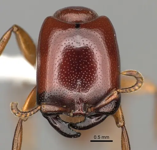 Dorylus helvolus - CASENT0235175