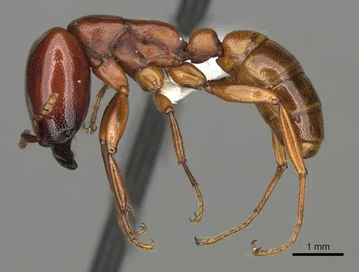 Dorylus helvolus - CASENT0235175