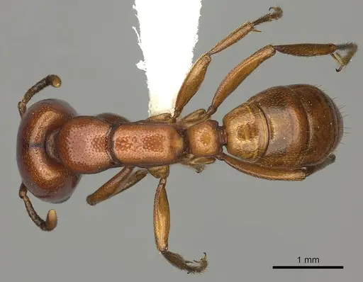 Dorylus helvolus - CASENT0235176