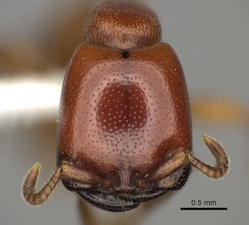 Dorylus helvolus - CASENT0235176