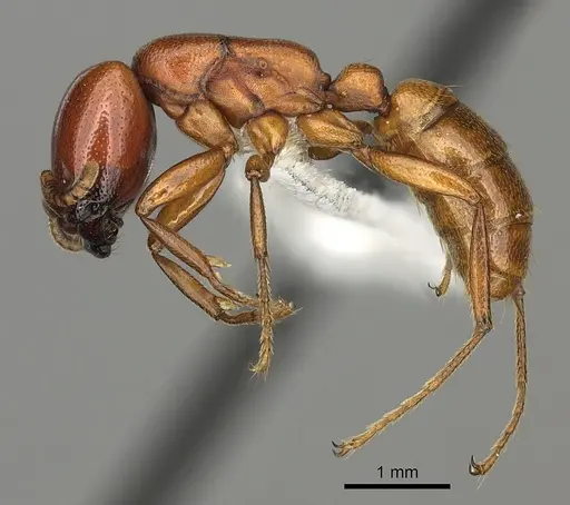 Dorylus helvolus - CASENT0235176