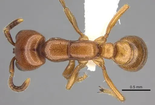 Dorylus helvolus - CASENT0235177