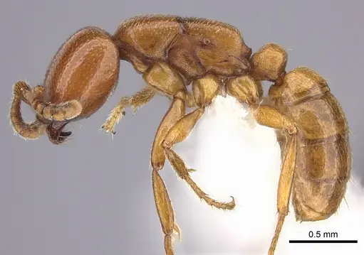 Dorylus helvolus - CASENT0235177