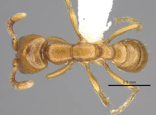 Dorylus helvolus - CASENT0235178