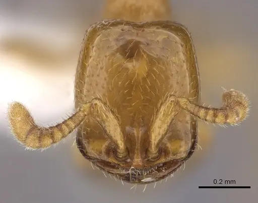 Dorylus helvolus - CASENT0235178