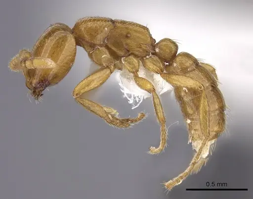 Dorylus helvolus - CASENT0235178