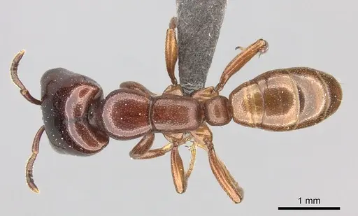 Dorylus helvolus - CASENT0235880