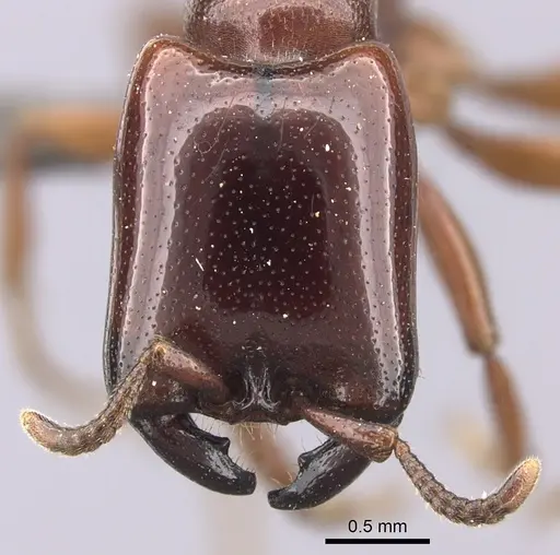 Dorylus helvolus - CASENT0235880