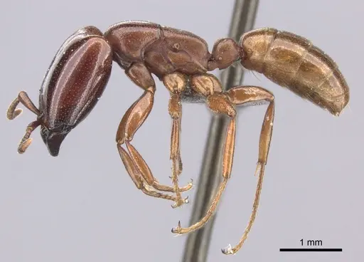 Dorylus helvolus - CASENT0235880