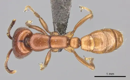 Dorylus helvolus - CASENT0235881