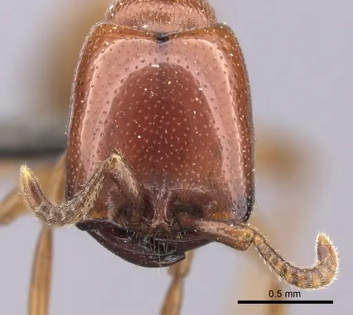 Dorylus helvolus - CASENT0235881