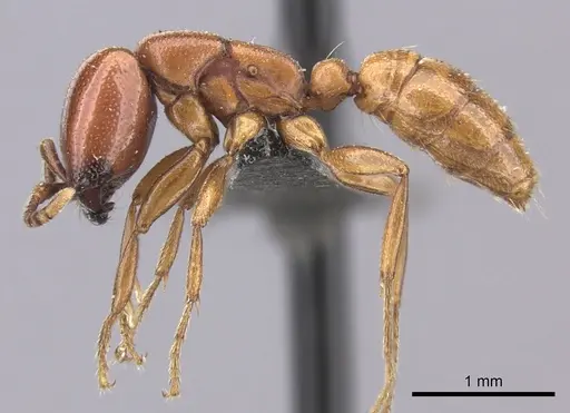 Dorylus helvolus - CASENT0235881