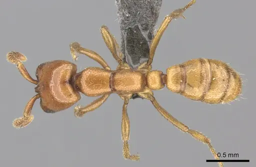 Dorylus helvolus - CASENT0235882