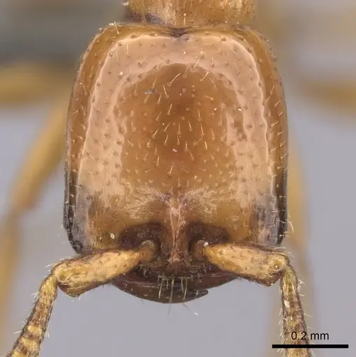 Dorylus helvolus - CASENT0235882