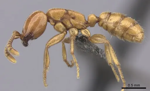 Dorylus helvolus - CASENT0235882